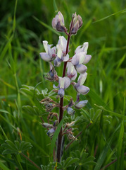 Lupinus palaestinus