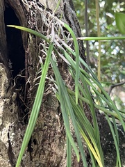 Brassavola