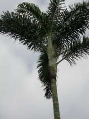 Dypsis madagascariensis