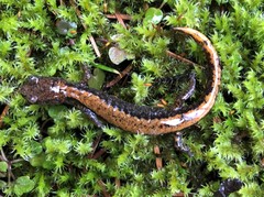 Plethodon larselli