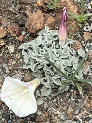 Calystegia collina oxyphylla