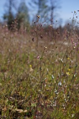 Thysanocarpus radians