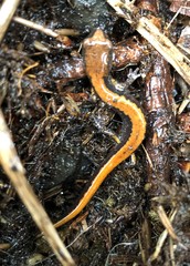 Plethodon larselli
