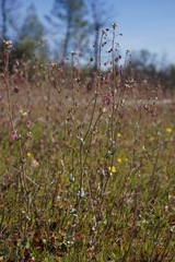 Thysanocarpus radians