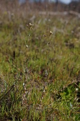 Thysanocarpus radians
