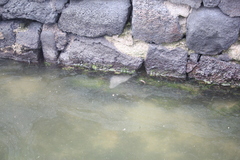 Gymnothorax pictus