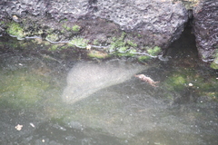 Gymnothorax pictus