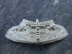 Scopula cacuminaria