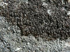 Montanelia sorediata