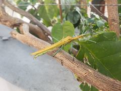 Tithonophasma tithonus