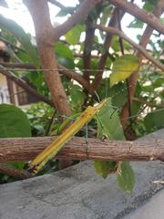 Tithonophasma tithonus