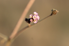 Boerhavia dominii