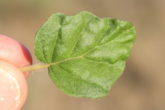 Boerhavia dominii