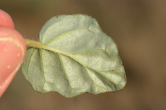 Boerhavia dominii