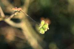Boerhavia dominii