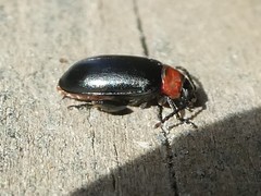 Disonycha xanthomelas