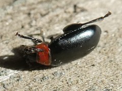 Disonycha xanthomelas