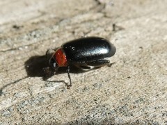 Disonycha xanthomelas