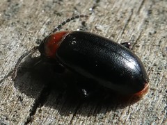 Disonycha xanthomelas