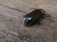 Disonycha xanthomelas
