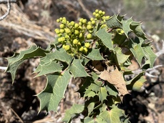 Berberis dictyota