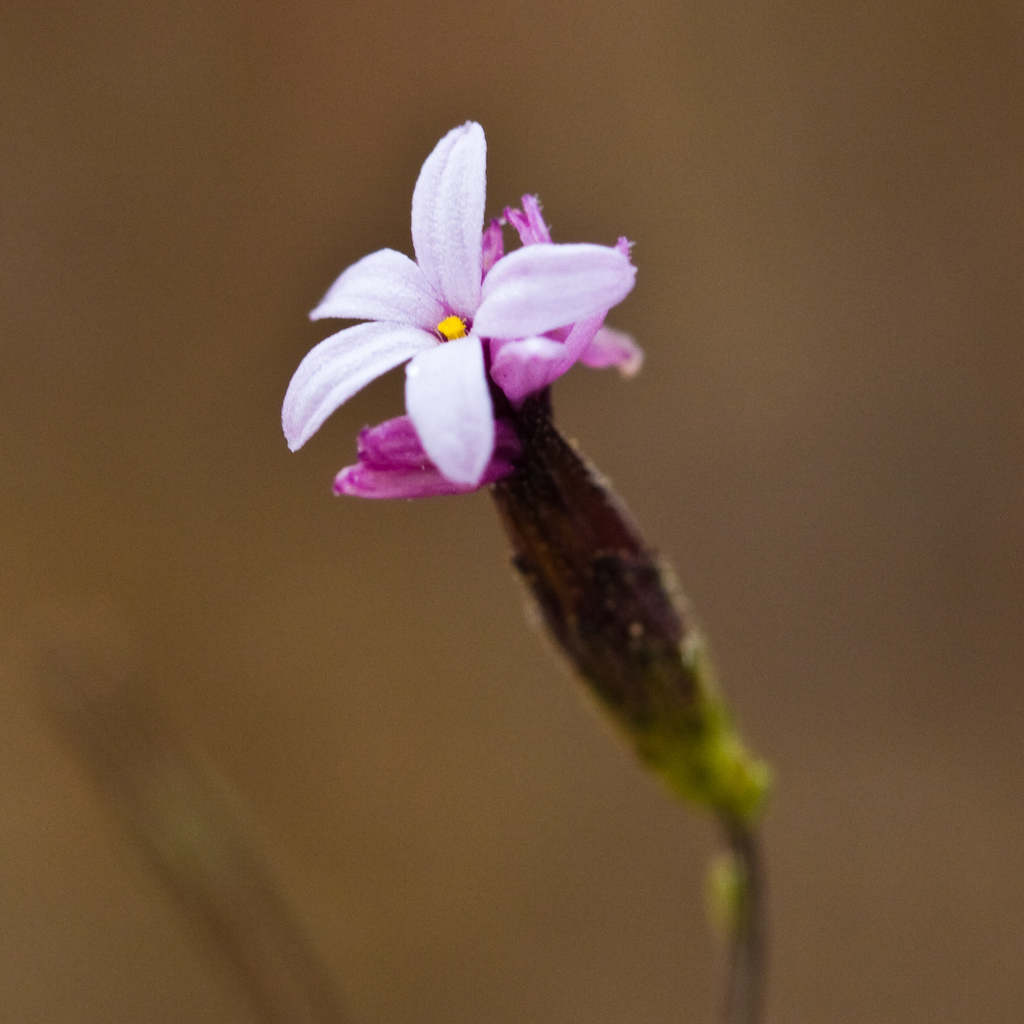 Lessingia micradenia