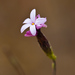 Lessingia micradenia micradenia - Photo (c) Ken-ichi Ueda，保留部份權利CC BY