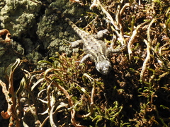 Sceloporus anahuacus