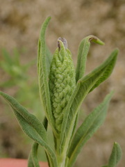 Lavandula stoechas