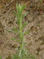 Lavandula stoechas