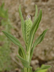 Lavandula stoechas