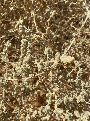 Traganum nudatum