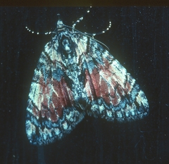 Hydriomena perfracta