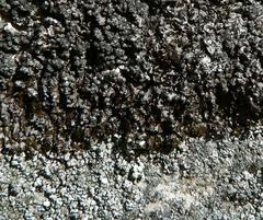 Montanelia sorediata