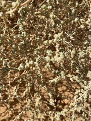 Traganum nudatum