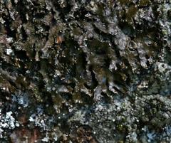 Montanelia sorediata