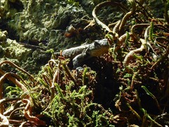 Sceloporus anahuacus