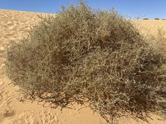 Traganum nudatum