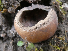 Muscardinus avellanarius