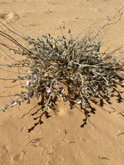 Convolvulus spicatus