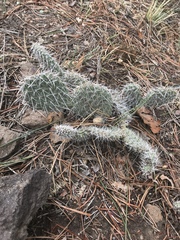 Opuntia polyacantha polyacantha