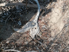 Ibervillea hypoleuca