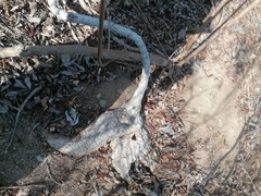 Ibervillea hypoleuca