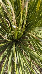 Dasylirion leiophyllum