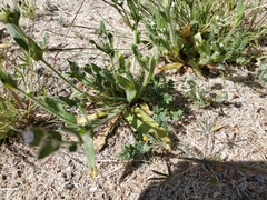 Plagiobothrys arizonicus