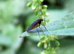 Sciara hemerobioides