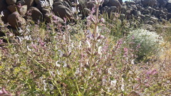 Salvia palaestina