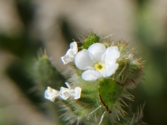 Plagiobothrys arizonicus