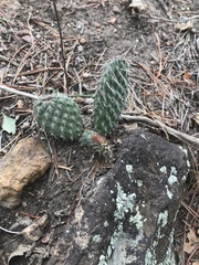Opuntia polyacantha polyacantha