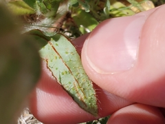 Plagiobothrys arizonicus